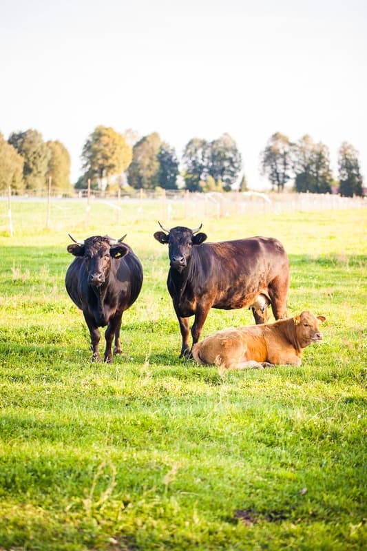 Polish Beef Industry in 2026 — Trends, Challenges, and Opportunities